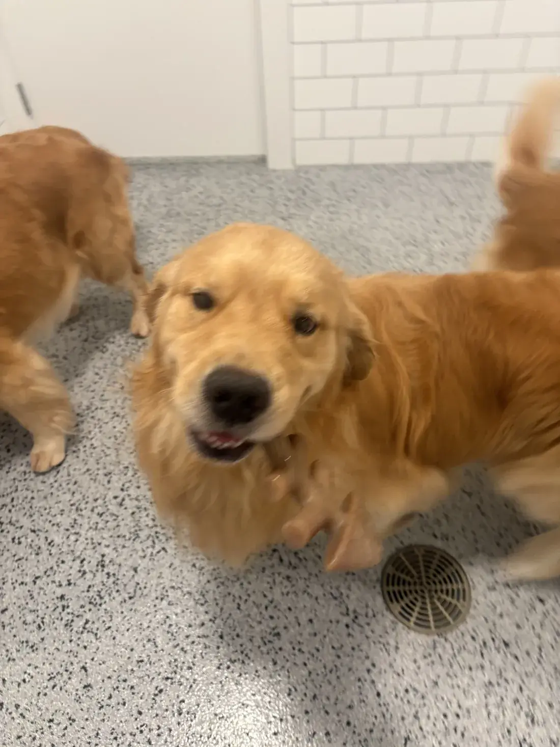Puppies during early foundation training at Canine Nation