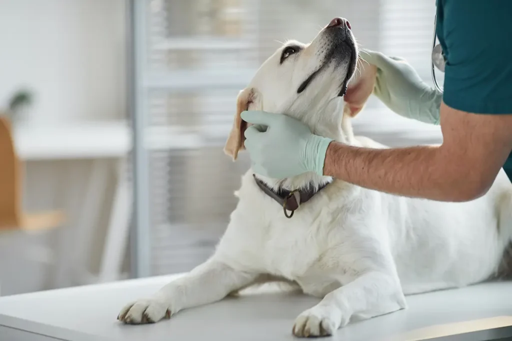 Grooming & Vet Services