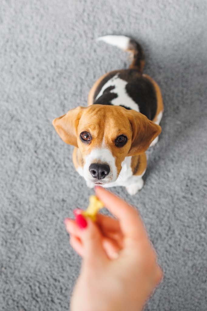 beagle dog training, top view of a thoroughbred dog. the cute pet executes the sit command. dog food