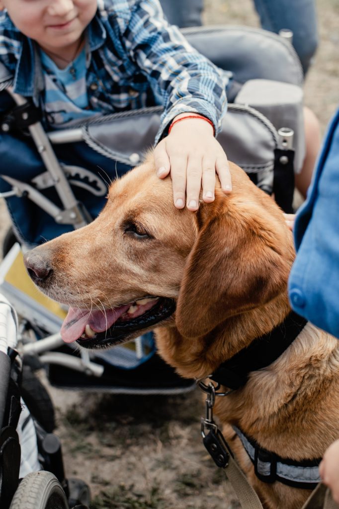 Canis Dog Therapy. Labrador dog and disabled children on green grass. Dog-Assisted Therapies and