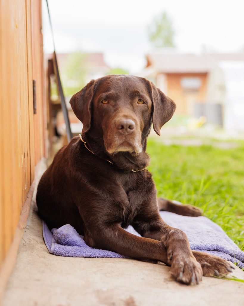 chocolate-colored Labrador retriever dog is lying outside on the lawn and resting. the dog guards